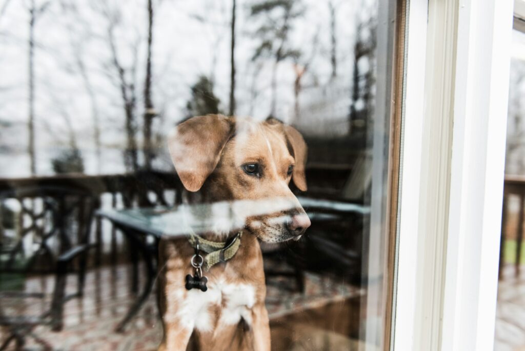 Dog looking out of window